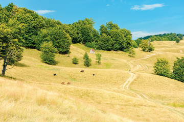 country road winding uphill through meadow. cow herd grazing weathered grass on pastures. primeval beech forest on the hill. beautiful rural scenery in summertime with bright blue sky