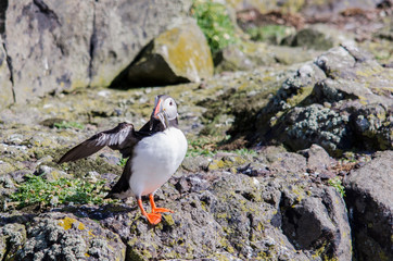 Puffin on a Cliff Spreading Wings