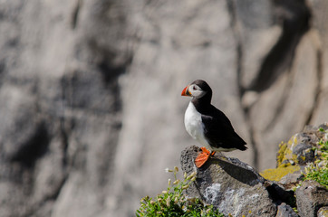 Puffin Seabird on Cliff