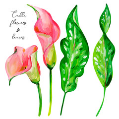 Gouache exotic flower pink Calla presented in two variants and leaves