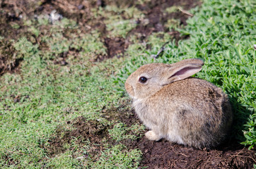 Naklejka na ściany i meble Close up of a Young Rabbit