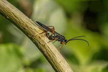schlupfwespe