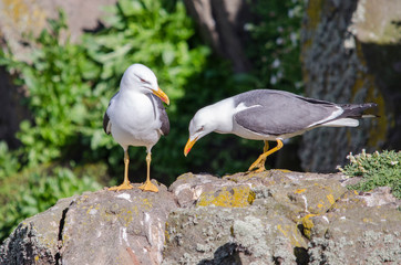 Pair of Seagulls on a Cliff, Wildlife Conservation