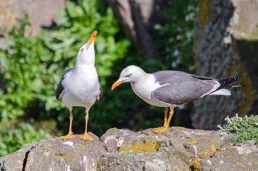 Pair of Seagulls on a Cliff
