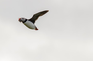 Puffin Seabird in Flight