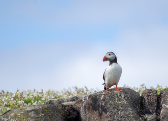 Seabird Puffin on a Rock