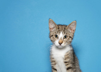 Portrait of a black tan and white tabby kitten looking at viewer, blue background with copy space.