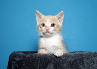 Portrait of an adorable buff and white kitten peaking over the side of a cat post looking at viewer, blue background with copy space