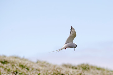 Arctic Tern Seabird in Flight