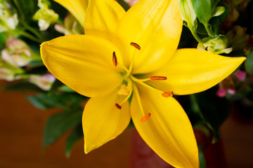 Obraz premium yellow lily flower