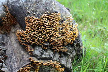 Trametes versicolor mushroom common turkey tail, macro photography, medicine mushroom, edible, medical