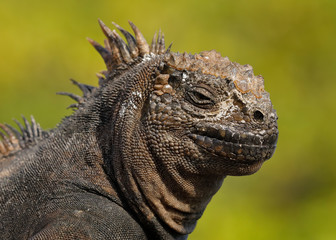 Closeup of a Marine Iguana