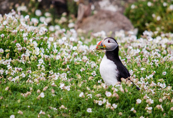 Close up of a Puffin