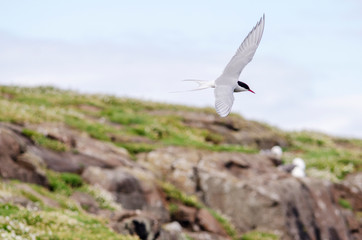 Arctic Tern Seabird in Flight