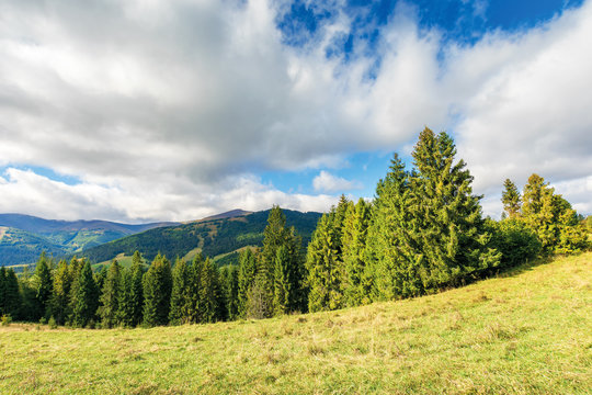 spruce forest on the hillside. beautiful landscape with borzhava mountain range. sunny september weather with dynamic cloudscape above the ridge