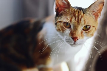 Ginger cat with amber eyes