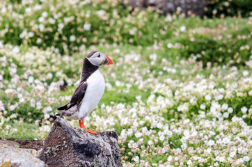 Puffin Seabird in a Field