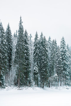 spruce forest in winter. cold gloomy weather on an overcast day. trees in snow. 