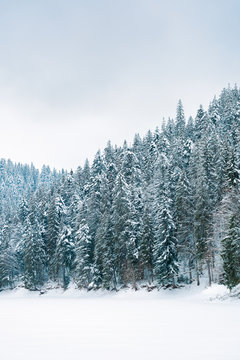 spruce forest in winter. cold gloomy weather on an overcast day. trees in snow. 