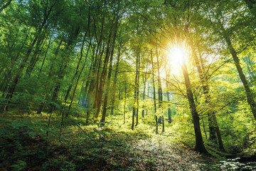 sunlight in primeval beech forest. beautiful summer nature background of vihorlat national park in slovakia