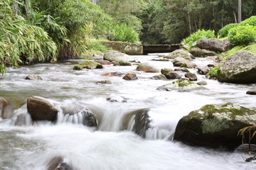 Fototapeta premium waterfall in forest