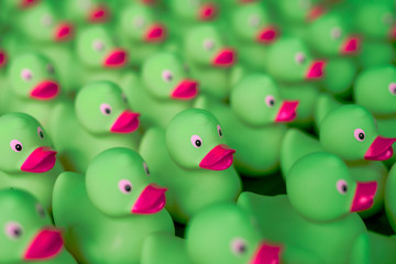 colorful duck balls on white background