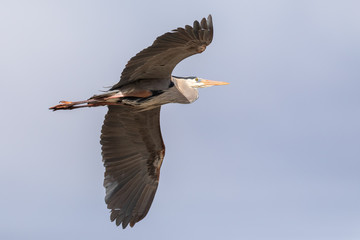 Fototapeta na wymiar Great Blue Heron Flying