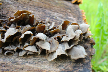 Auricularia auricula judae, known as the Jew's ear, wood ear, jelly ear on the hive, edible mushroom, macro photography, nature