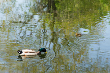 Male Mallard duck swimming in pond with adorable tiny one-week old duckling in soft focus background against reflection of vegetation in the water, Quebec City, Quebec, Canada