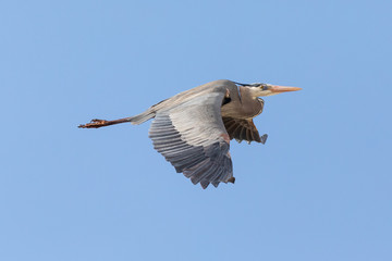 Gliding Great Blue Heron