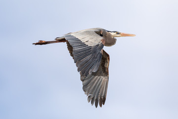 Great Blue Heron Flyby