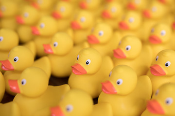 group of rubber ducks