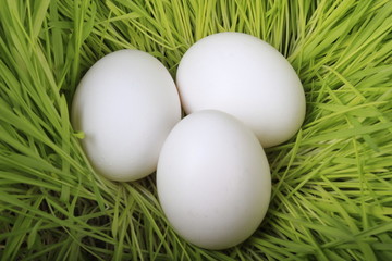 heap of white chicken eggs in green grass