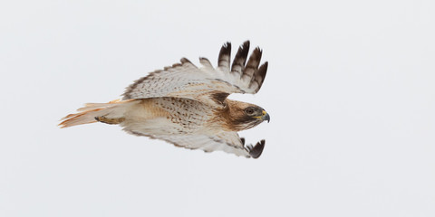 Hawk Profile