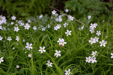 Obraz na płótnie Canvas White flowers (stars of lanceolate) on a green glade in the forest on a sunny day. White forest flowers in summer