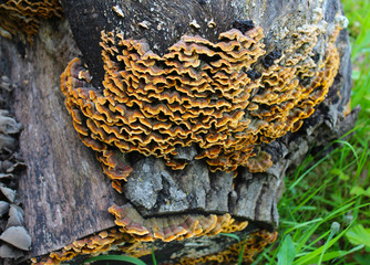 Trametes versicolor mushroom common turkey tail, macro photography, medicine mushroom, edible, medical