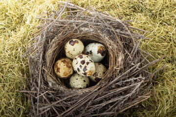 Obraz premium quail eggs in a nest in grass