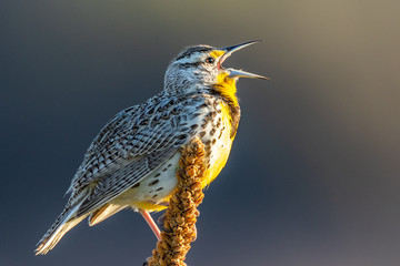 Morning Meadowlark