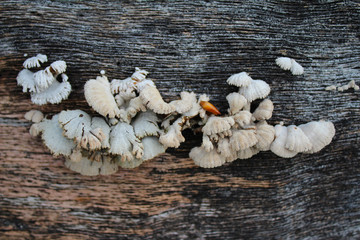 Trametes versicolor mushroom common turkey tail, macro photography, medicine mushroom, edible, medical