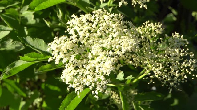 Schwarzer Holunder (Sambucus nigra)  - Bl&uuml;tenstand
