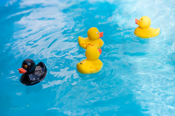 rubber duck in water