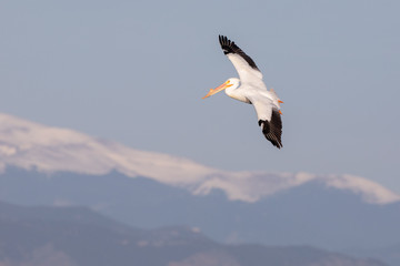 Fototapeta na wymiar Pelican over mountains