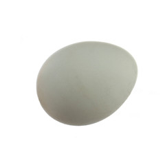 white quail egg isolated on white background