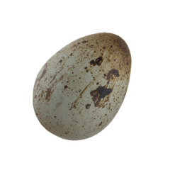 quail egg isolated on white background