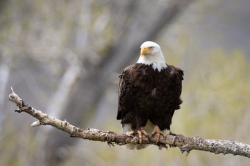 Perched Bald Eagle