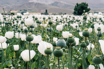 Opium is the dried latex obtained from the opium poppy,grow at Turkey