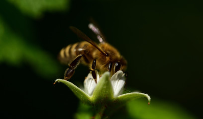 Nahaufnahme einer Biene im Garten bei der Nahrungssuche nach Pollen an einer Blüte