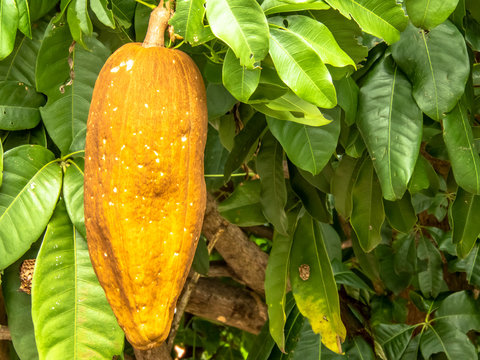 Exotic fruit Monguba (pachira aquatica) in Brazil