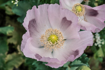 Opium is the dried latex obtained from the opium poppy,grow at Turkey