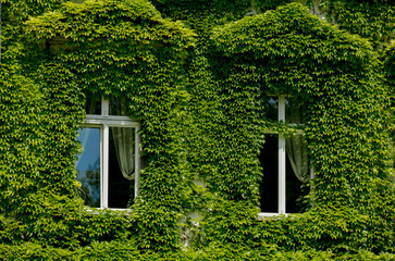 old house windows with green overgrown ivy